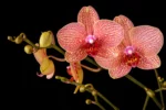 Jak na pesazovn orchidej