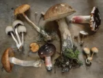 Jak zpracovvat houby
