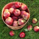 8 tip na uskladnn jablek