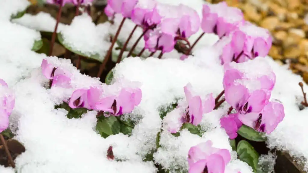 Brambořík jarní (Cyclamen coum)