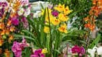 Orchideje: tajemstv pstovn tchto okouzlujcch rostlin