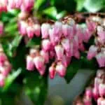 Pieris japonský (Pieris japonica)