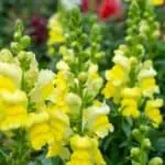 Hledík větší (Antirrhinum majus)