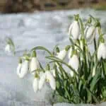 Sněženka podsněžník (Galanthus nivalis)