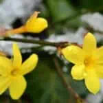 Jasmín nahokvětý (Jasminum nudiflorum)