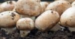 3 snadn zpsoby, jak pstovat houby doma i venku