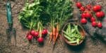 Plnovn prvn zeleninov zahrady v 5 snadnch krocch