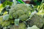 Pstovn brokolice a baby brokolice ve va jarn zahrad