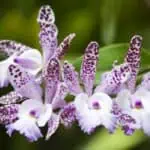 7 krásných druhů orchidejí, které slouží jako živá dekorace