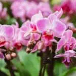 7 krásných druhů orchidejí, které slouží jako živá dekorace