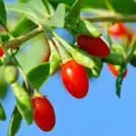 Goji Berry: exotická pochoutka plná vitamínů