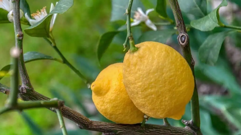 Citrusy (citrony, pomeranče, limetky): návod na pěstování