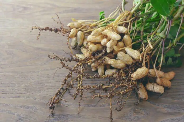 jak pěstovat arašídy
