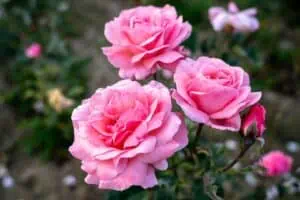 Růžové květiny, které dodají vaší zahradě nadčasovou eleganci