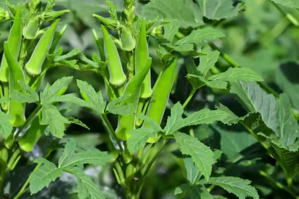 okra