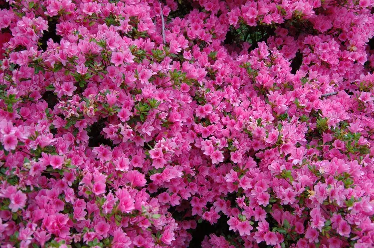 Růžové květiny, které dodají vaší zahradě nadčasovou eleganci