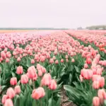 Co s odkvetlými tulipány + fotografie od našich čtenářů