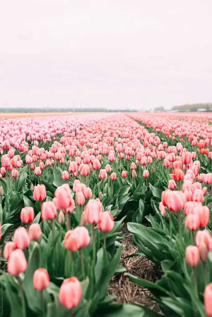 Co s odkvetlými tulipány + fotografie od našich čtenářů