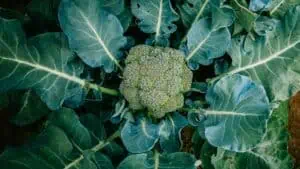 Pěstování brokolice: Od sazeniček po sklizeň ve skleníku