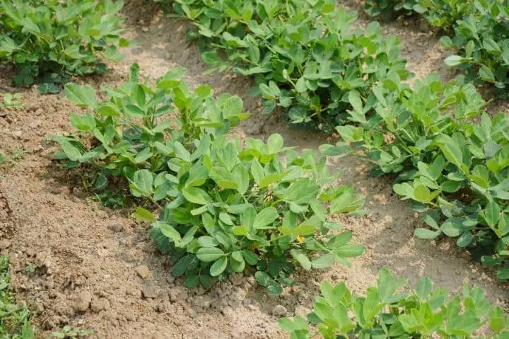 Jak pěstovat arašídy: kompletní návod