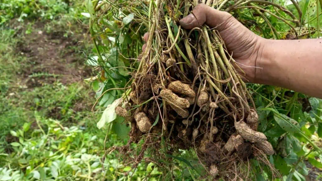 Jak pěstovat arašídy: kompletní návod