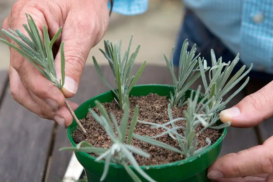 Levandule: jak správně pěstovat fialový zázrak