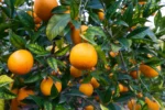 Citrusy – seznmen s jednotlivmi druhy
