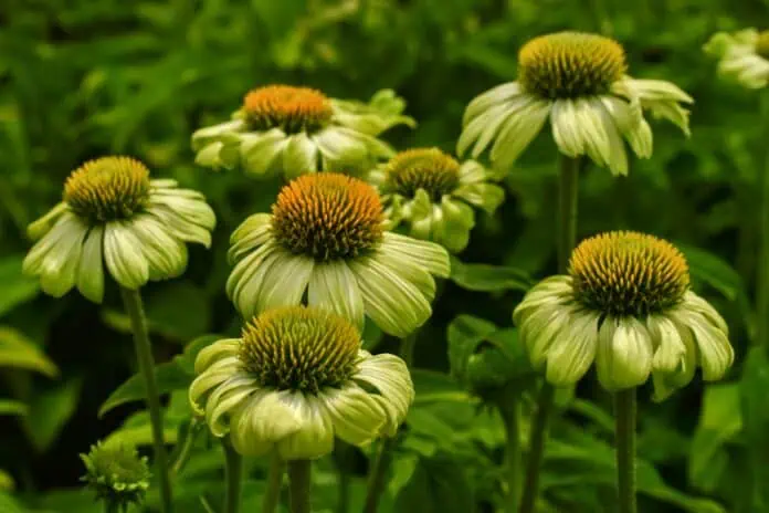 Echinacea