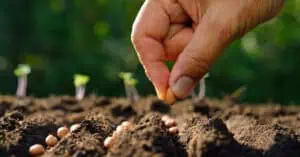 11 tipů pro pěstování zeleniny ze semínek pro začátečníky