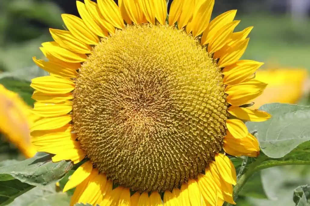 Slunečnice: jak dlouho trvá, než vyrostou slunečnice ze semínka?