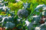 Brokolice – zelenina pro vae zdrav!