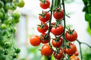 Proč vaše rajčata vadnou a jak to napravit: 5 důvodů a jejich řešení