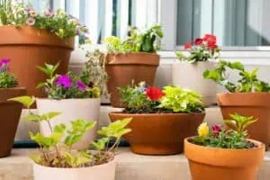 Zahradničení: jak začít s kontejnerovým zahradničením