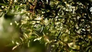 Pěstování olivovníků: 10 překvapivých faktů, které musíte znát