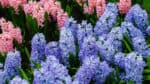 5 fakt o hyacintech, kvli kterm je budete chtt pstovat