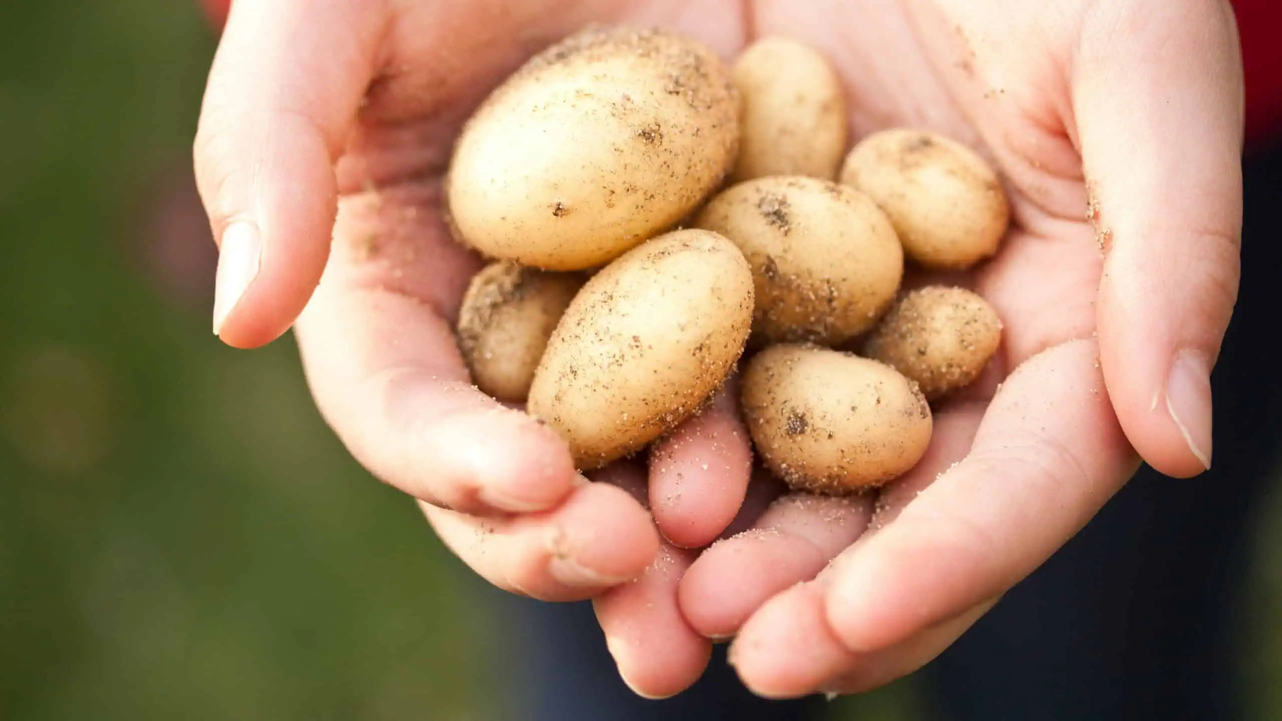 10 rostlin, které můžete pěstovat vedle brambor pro bohatší úrodu