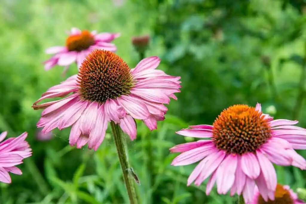 Echinacea