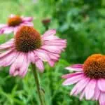 Echinacea