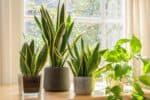 Nenron pokojov rostliny: 7 krsnch pokojovch rostlin