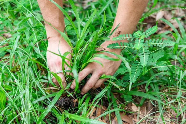 7 chyb při pletí, které vám ztěžují zahradničení