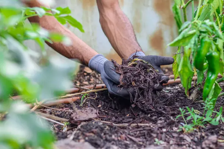 7 chyb při pletí, které vám ztěžují zahradničení