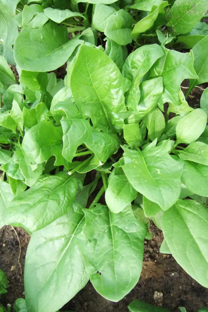 Špenát: jak pěstovat a sklízet bujné listové zeleniny
