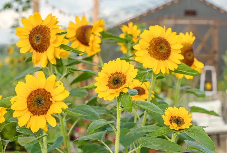 Slunečnice: jak dlouho trvá, než vyrostou slunečnice ze semínka?