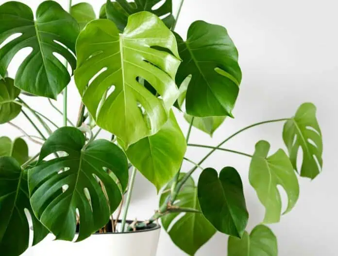 monstera