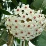 hoya