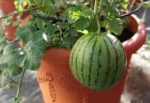 Pstovn meloun v ndobch: Od semnka po sklize
