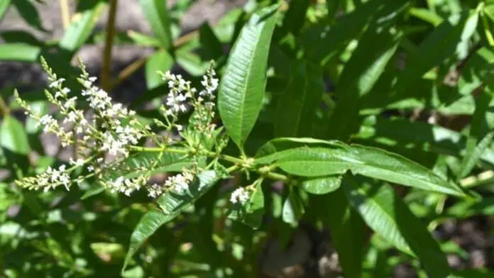 verbena citronova