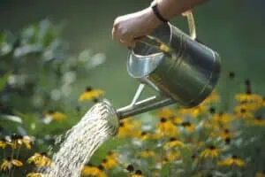 Závlaha rostlin – zjistěte, jak efektivně zalévat!
