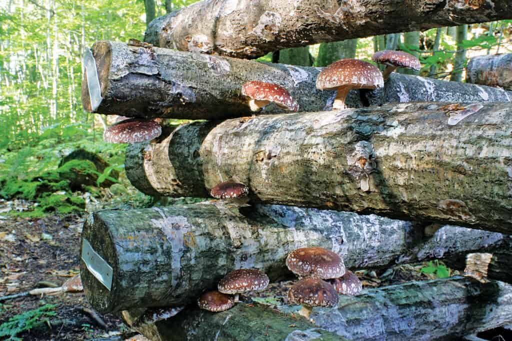 Pěstování houby shiitake doma: kompletní návod