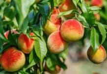 Ovocn stromy: pro vae stromy nenesou plody – a jak to napravit